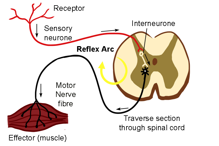 The reflex arc is the redirection of signals straight back to effector muscles to move away from danger, this happens in the spinal cord but does send a message to the brain about what has happened